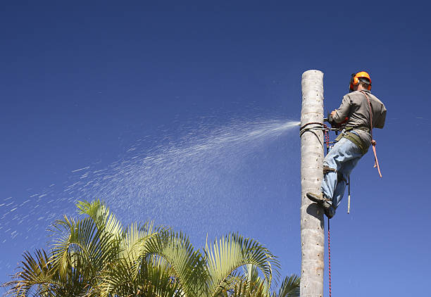 Best Tree Removal  in Westchase, FL